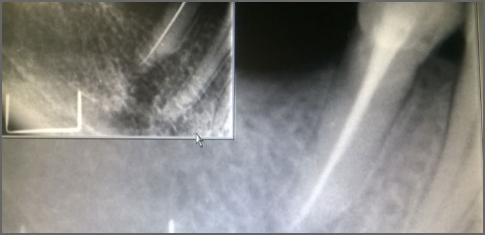 στοματολογικο