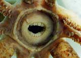 promachoteuthis sulcus