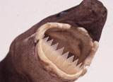 shark teeth