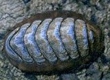 chaetopleura apiculata