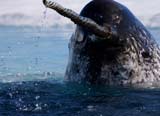 narwhal