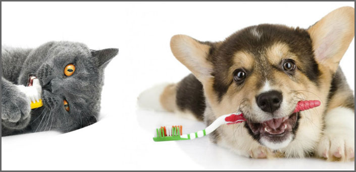 pet dental care